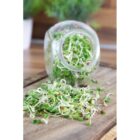 Daikon - Kweekset in glazen pot BIO-9331