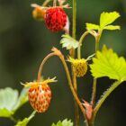 Fragaria vesca-9517