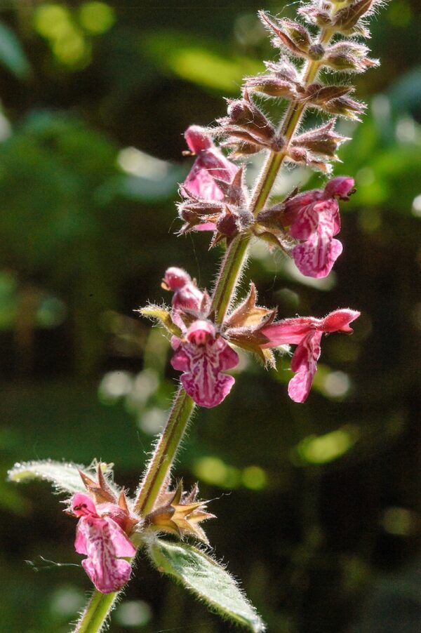 Stachys sylvatica-0