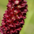 Sanguisorba officinalis-9524