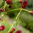 Sanguisorba officinalis-0