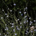 Cichorium intybus-9651