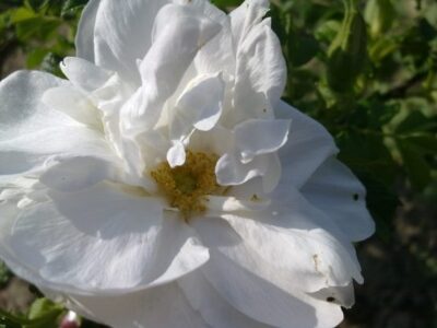 Rosa 'Blanc Double de Coubert'-0
