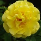 Rosa 'Golden Gate'-0