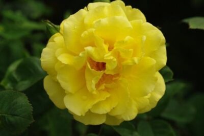 Rosa 'Golden Gate'-0