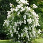 Rosa 'Paragon'-0