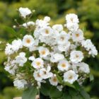 Rosa 'Paragon'-9500