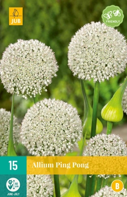 Allium 'Ping Pong'-0