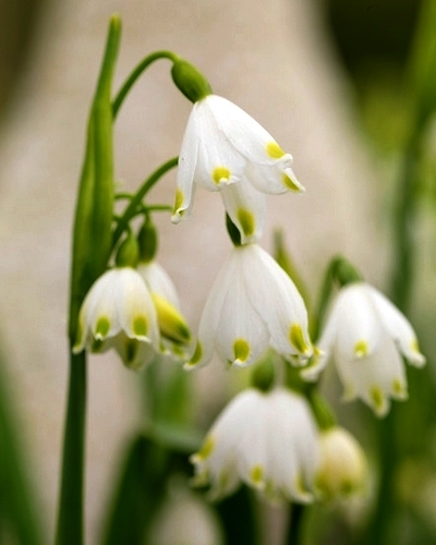 Leucojum vernum-0
