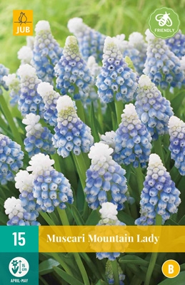 Muscari 'Mountain Lady'-0