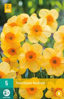Narcissus 'Kedron'-0