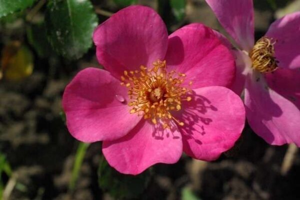 Rosa 'Felicitas' -0