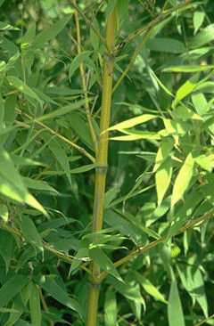 Gele bamboe Phyllostachys aurea