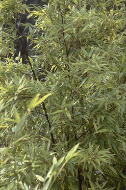Phyllostachys nigra - zwarte bamboe