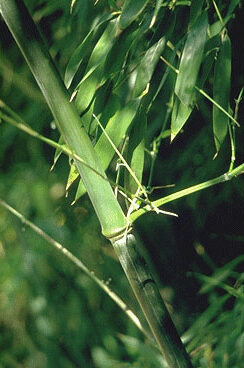 Phyllostachys nigra 'Henonis'