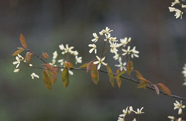 Amelanchier lamarckii Krentenboompje krent.