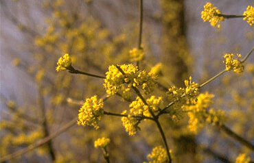Gele kornoelje (Cornus mas)