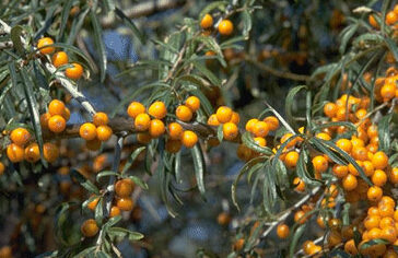 Hippophae rhamnoides - Duindoorn