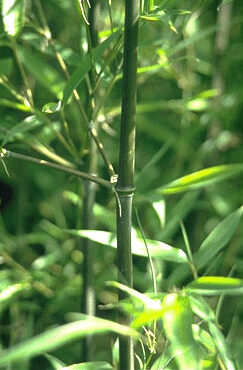 Phyllostachys humilis bamboe