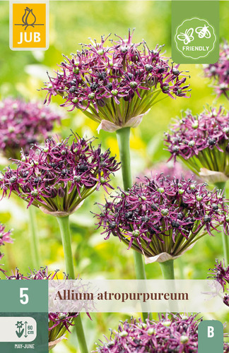 Bloembol verpakking met een paarse Allium atropurpureum bloem en een bij-vriendelijk icoon.