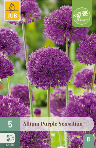 Bloembol verpakking met een paarse Allium 'Purple Sensation' bloem en een bij-vriendelijk icoon.
