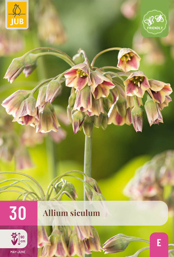Bloembol verpakking met een oranjegele Allium siculum bloem en een bij-vriendelijk icoon.