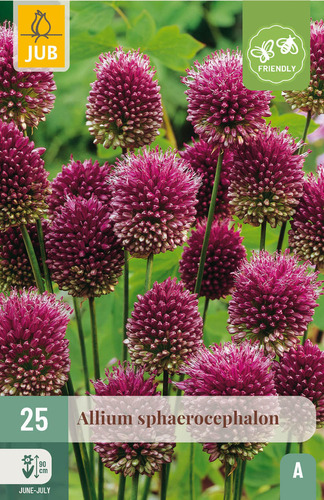Bloembol verpakking met een paarsroze Allium sphaerocephalon bloem en een bij-vriendelijk icoon.