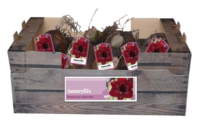 Donkerrood bloeiende amaryllis bloembollen voor binnen in huis.