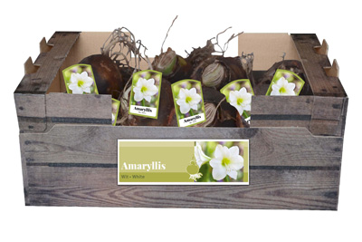 Wit bloeiende amaryllis bloembollen voor binnen in huis.
