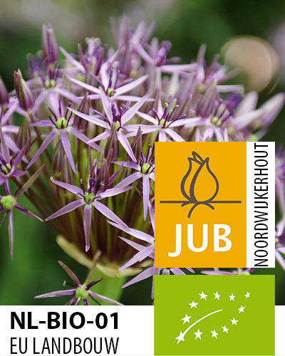 Bloembol verpakking met een paarse Allium christophii bloem met het gecertificeerd EU biologische keurmerk label.