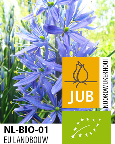 Bloembol verpakking met een paarse camassia of prairielelie bloem met het gecertificeerd EU biologische keurmerk label.