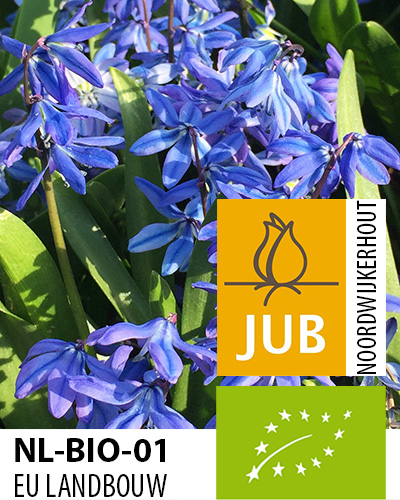 Bloembol verpakking met blauwe boshyacint bloemen met het gecertificeerd EU biologische keurmerk label.