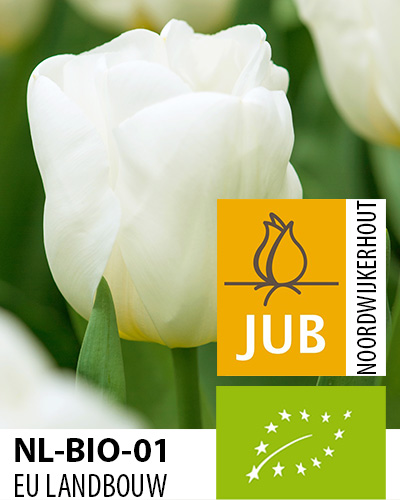 Bloembol verpakking met een witte tulp bloem met het gecertificeerd EU biologische keurmerk label.