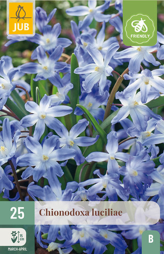 Bloembol verpakking met een blauwe chionodoxa ook wel sneeuwroem bloemen en een bij-vriendelijk icoon.