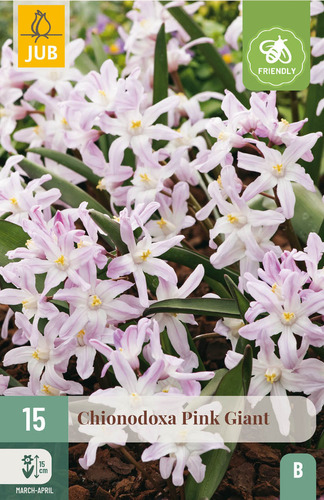 Bloembol verpakking met een roze chionodoxa ook wel sneeuwroem bloemen en een bij-vriendelijk icoon.