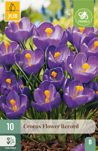 Bloembol verpakking met een paarse crocus bloemen en een bij-vriendelijk icoon.