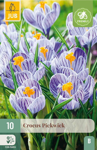 Bloembol verpakking met een paars gestreepte crocus bloemen en een bij-vriendelijk icoon.