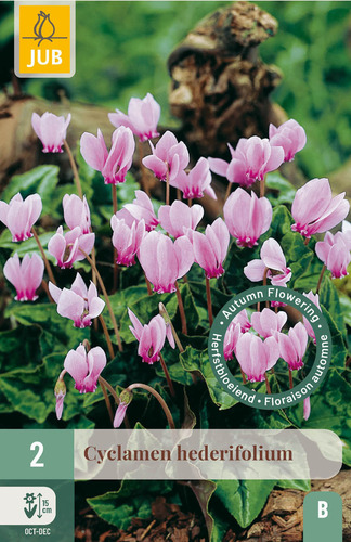 Bloembol verpakking met roze bloeiende cyclamen bloemen.
