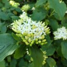 Cornus sanguinea Rode kornoelje