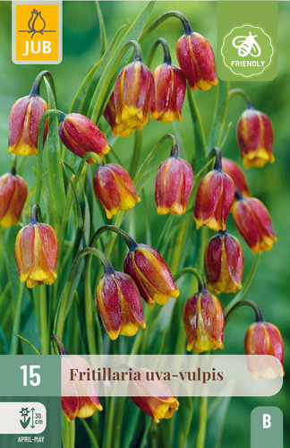 Bloembol verpakking met rode fritillaria bloemen.