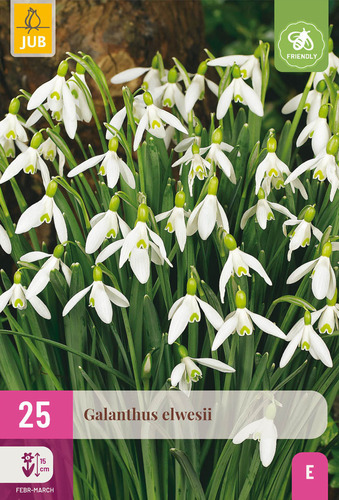 Bloembol grootverpakking met witte galanthus bloemen en een bij-vriendelijk icoon.