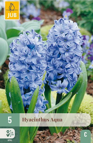 Bloembol verpakking met blauwe hyacint bloemen.
