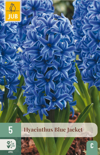Bloembol verpakking met blauwe hyacint bloemen.