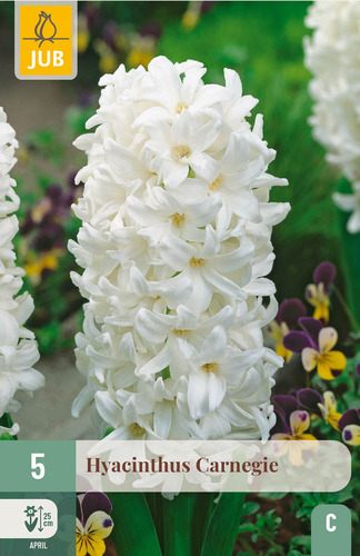 Bloembol verpakking met witte hyacint bloemen.