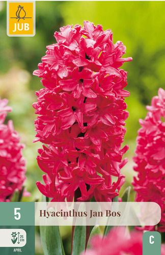 Bloembol verpakking met roze hyacint bloemen.