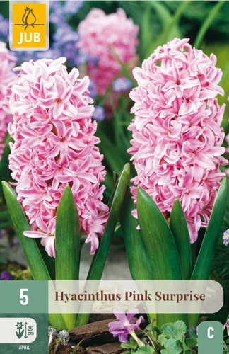 Bloembol verpakking met lichtroze hyacint bloemen.
