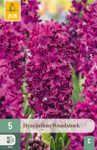 Bloembol verpakking met donkerroze hyacint bloemen.