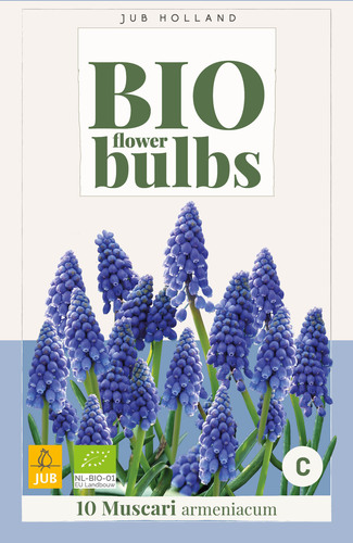 Bloembol verpakking met blauwe muscari of blauw druifje bloemen met het gecertificeerd EU biologische keurmerk label.
