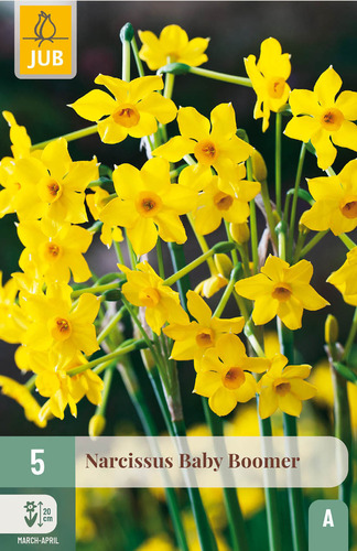 Bloembol verpakking met gele narcis bloemen.