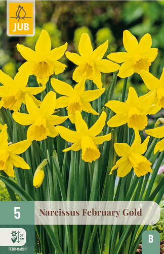 Bloembol verpakking met gele narcis bloemen.